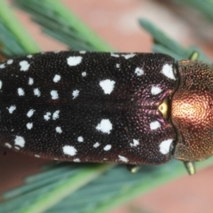 Diphucrania leucosticta at Dunlop, ACT - 13 Feb 2019