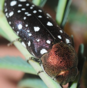 Diphucrania leucosticta at Dunlop, ACT - 13 Feb 2019 11:13 PM