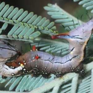 Neola semiaurata at Dunlop, ACT - 13 Feb 2019