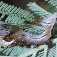 Neola semiaurata (Wattle Notodontid Moth) at Dunlop, ACT - 13 Feb 2019 by Harrisi