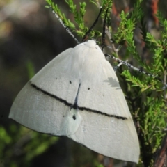 Gastrophora henricaria (Fallen-bark Looper, Beautiful Leaf Moth) at Dunlop, ACT - 13 Feb 2019 by Harrisi