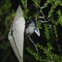 Gastrophora henricaria at Dunlop, ACT - 13 Feb 2019