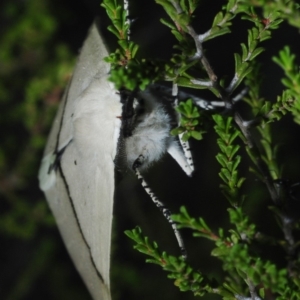 Gastrophora henricaria at Dunlop, ACT - 13 Feb 2019