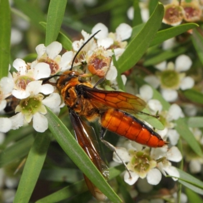 Zaspilothynnus sp. (genus) (A smooth flower wasp) at ANBG - 6 Feb 2019 by TimL