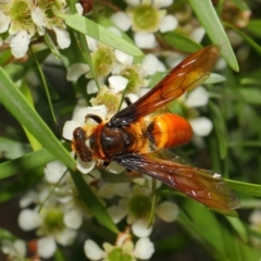 Zaspilothynnus sp. (genus) at Acton, ACT - 6 Feb 2019