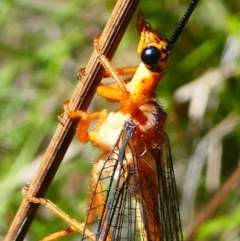 Nymphes myrmeleonoides (Blue eyes lacewing) at Gibraltar Pines - 10 Feb 2019 by HarveyPerkins