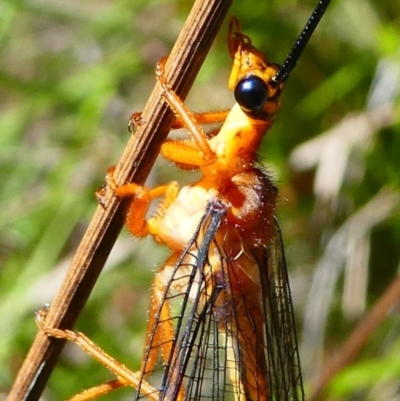 Nymphes myrmeleonoides (Blue eyes lacewing) at Paddys River, ACT - 10 Feb 2019 by HarveyPerkins