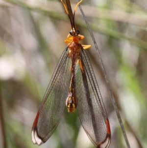 Nymphes myrmeleonoides at Paddys River, ACT - 10 Feb 2019 11:00 AM