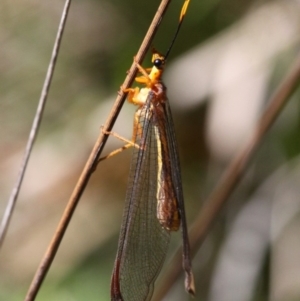 Nymphes myrmeleonoides at Paddys River, ACT - 10 Feb 2019 11:00 AM