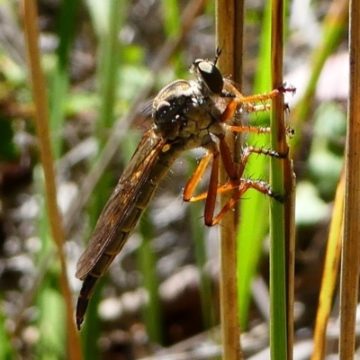 Zosteria sp. (genus) (Common brown robber fly) at Gibraltar Pines - 10 Feb 2019 by HarveyPerkins