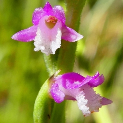 Spiranthes australis (Austral Ladies Tresses) at Gibraltar Pines - 10 Feb 2019 by HarveyPerkins