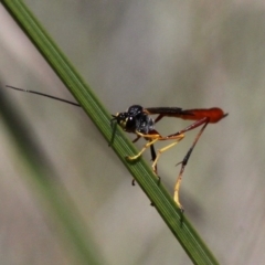 Heteropelma scaposum (Two-toned caterpillar parasite wasp) at Gibraltar Pines - 10 Feb 2019 by HarveyPerkins