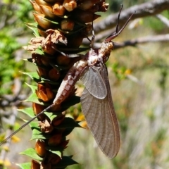 Ephemeroptera (order) (Unidentified Mayfly) at Gibraltar Pines - 10 Feb 2019 by HarveyPerkins