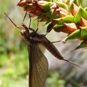 Ephemeroptera (order) at Paddys River, ACT - 10 Feb 2019 11:39 AM