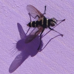 Trigonospila sp. (genus) (A Bristle Fly) at Gibraltar Pines - 10 Feb 2019 by HarveyPerkins