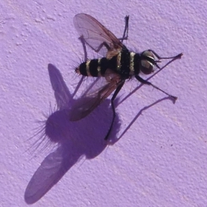 Trigonospila sp. (genus) at Paddys River, ACT - 10 Feb 2019