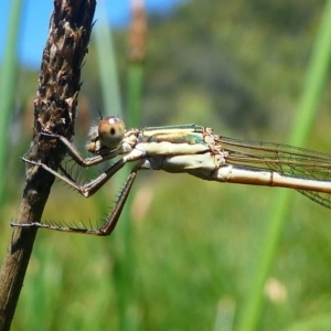 Austrolestes analis at Paddys River, ACT - 10 Feb 2019 12:00 PM