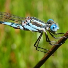 Austrolestes leda (Wandering Ringtail) at Paddys River, ACT - 10 Feb 2019 by HarveyPerkins