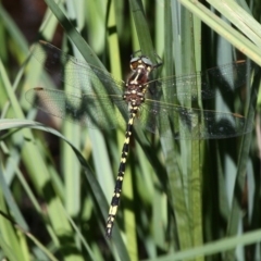 Synthemis eustalacta (Swamp Tigertail) at Namadgi National Park - 10 Feb 2019 by HarveyPerkins