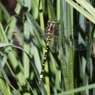 Synthemis eustalacta (Swamp Tigertail) at Paddys River, ACT - 10 Feb 2019 by HarveyPerkins