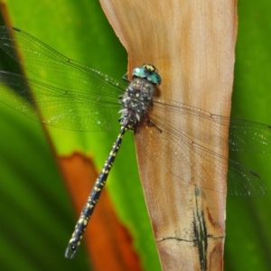 Austroaeschna multipunctata at Acton, ACT - 6 Feb 2019