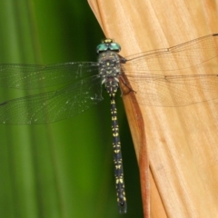 Austroaeschna multipunctata at Acton, ACT - 6 Feb 2019