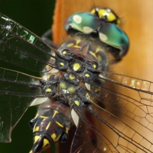 Austroaeschna multipunctata at Acton, ACT - 6 Feb 2019