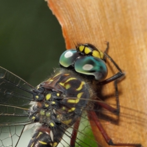 Austroaeschna multipunctata at Acton, ACT - 6 Feb 2019