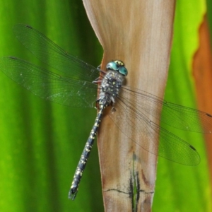 Austroaeschna multipunctata at Acton, ACT - 6 Feb 2019