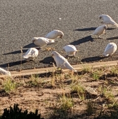 Cacatua sanguinea (Little Corella) at Crestwood, NSW - 14 Feb 2019 by Speedsta