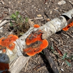 Trametes coccinea (Scarlet Bracket) at Barracks Flat Drive Reserve - 29 Jan 2019 by Speedsta