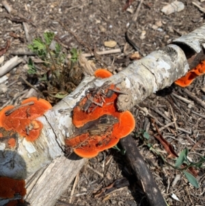 Trametes coccinea at Karabar, NSW - 29 Jan 2019 02:46 PM