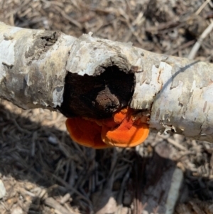 Trametes coccinea at Karabar, NSW - 29 Jan 2019