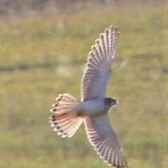 Falco cenchroides (Nankeen Kestrel) at Kambah, ACT - 15 Feb 2019 by davobj