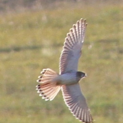 Falco cenchroides (Nankeen Kestrel) at Kambah, ACT - 15 Feb 2019 by davobj