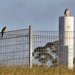 Falco cenchroides at Kambah, ACT - 15 Feb 2019 02:06 PM