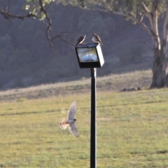 Falco cenchroides at Kambah, ACT - 15 Feb 2019 02:06 PM