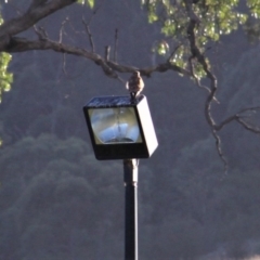 Falco cenchroides at Kambah, ACT - 15 Feb 2019 02:06 PM