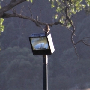 Falco cenchroides at Kambah, ACT - 15 Feb 2019