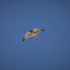 Falco cenchroides at Kambah, ACT - 15 Feb 2019 02:06 PM