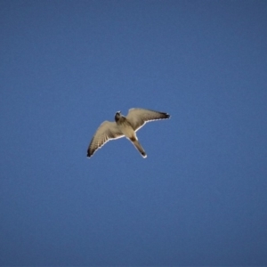 Falco cenchroides at Kambah, ACT - 15 Feb 2019 02:06 PM