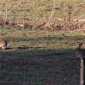 Oryctolagus cuniculus at Paddys River, ACT - 14 Feb 2019