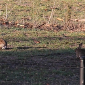 Oryctolagus cuniculus at Paddys River, ACT - 14 Feb 2019 07:28 AM