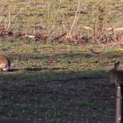 Oryctolagus cuniculus (European Rabbit) at Paddys River, ACT - 14 Feb 2019 by davobj