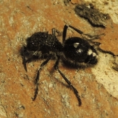 Bothriomutilla rugicollis (Mutillid wasp or velvet ant) at Bonython, ACT - 31 Jan 2019 by michaelb