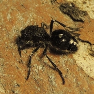 Bothriomutilla rugicollis at Pine Island to Point Hut - 31 Jan 2019