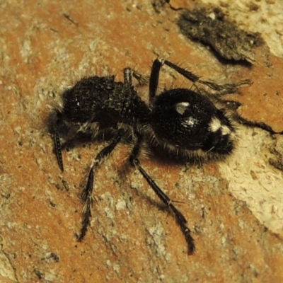 Bothriomutilla rugicollis (Mutillid wasp or velvet ant) at Bonython, ACT - 31 Jan 2019 by michaelb