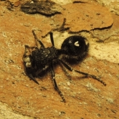 Bothriomutilla rugicollis at Pine Island to Point Hut - 31 Jan 2019 10:47 PM