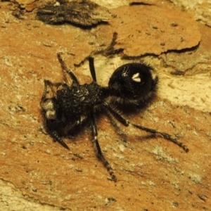 Bothriomutilla rugicollis at Pine Island to Point Hut - 31 Jan 2019 10:47 PM