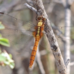 Orthetrum villosovittatum (Fiery Skimmer) at Banks, ACT - 12 Jan 2019 by MichaelBedingfield